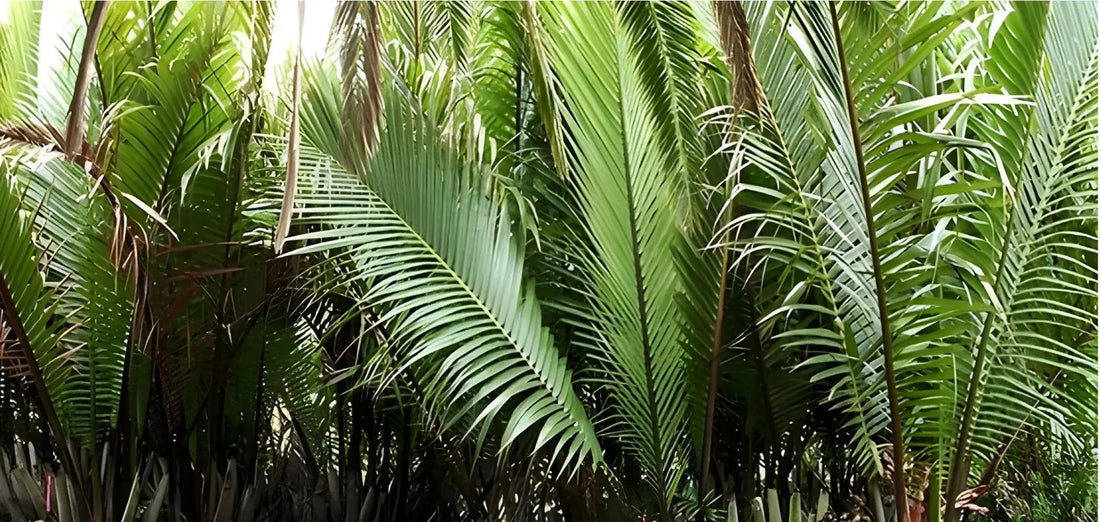 Histoire du Raphia : du voyage des ancêtres à la décoration d'intérieur à Madagascar - Maison Sisal