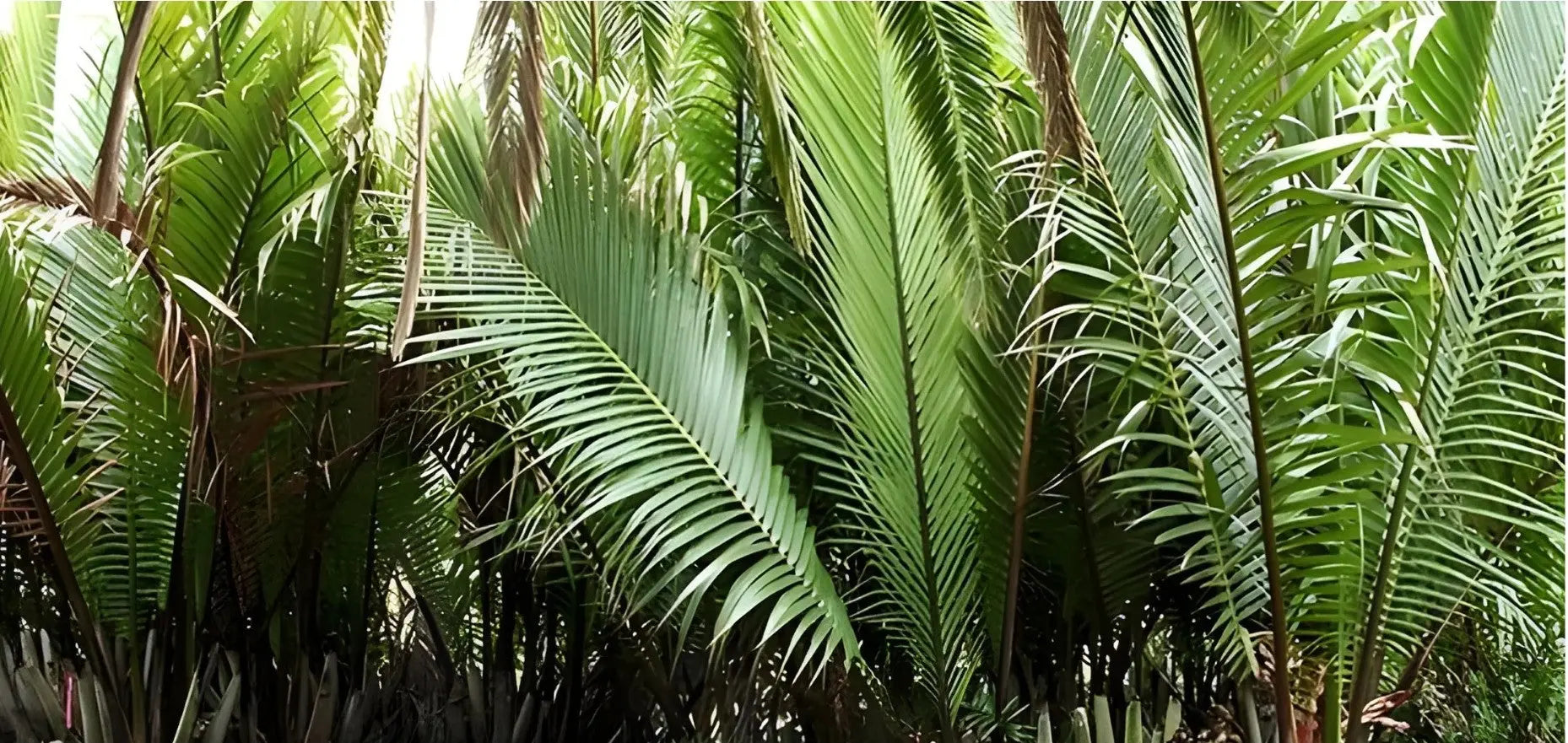 Histoire du Raphia : du voyage des ancêtres à la décoration d'intérieur à Madagascar - Maison Sisal