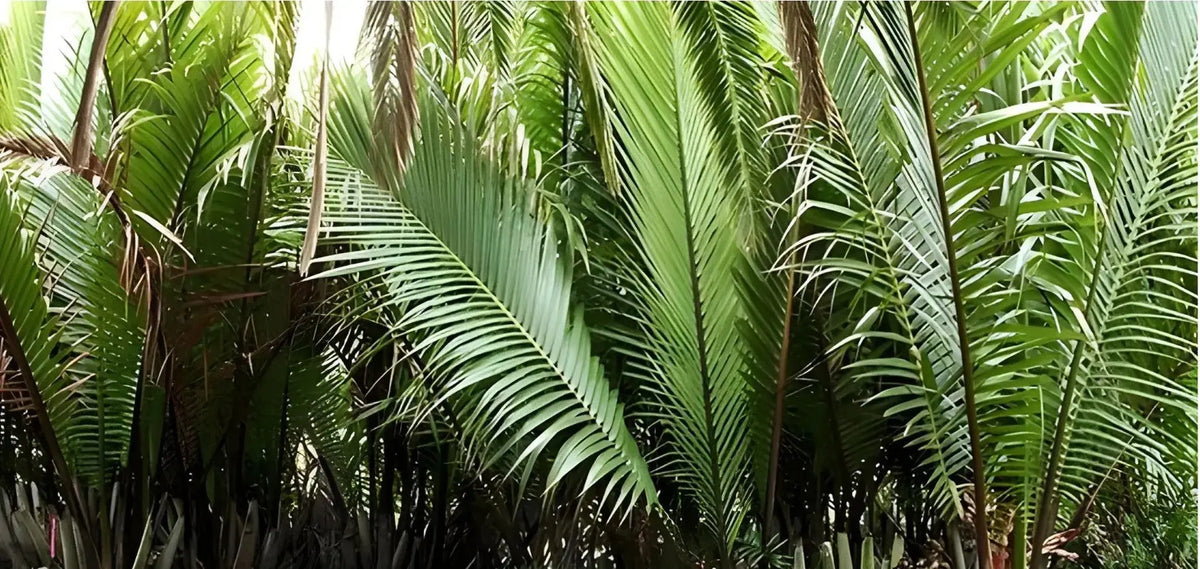 Histoire du Raphia : du voyage des ancêtres à la décoration d'intérieur à Madagascar - Maison Sisal